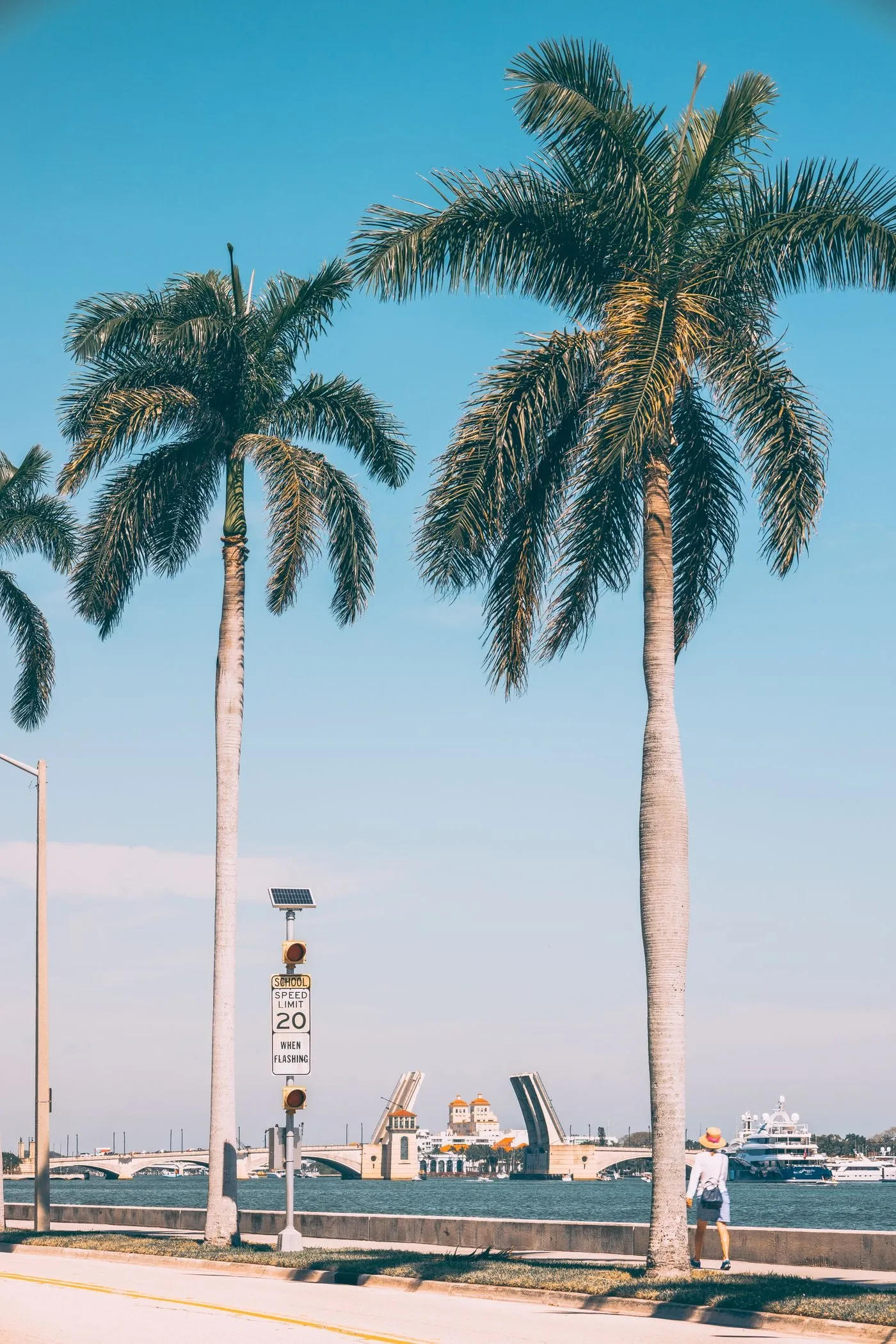 Royal palms along the West Palm Beach waterfront on a clear day